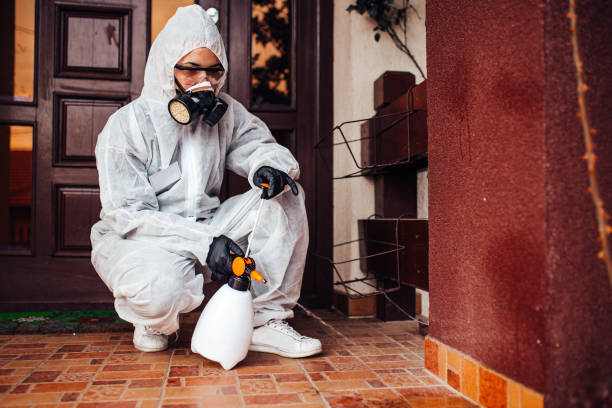 Attic and Crawl Space Rodent Treatment in Belleair Bluffs