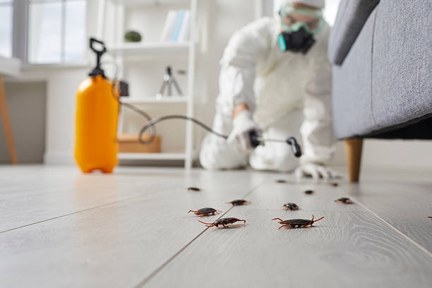 Commercial Rodent Management in Belleair Bluffs